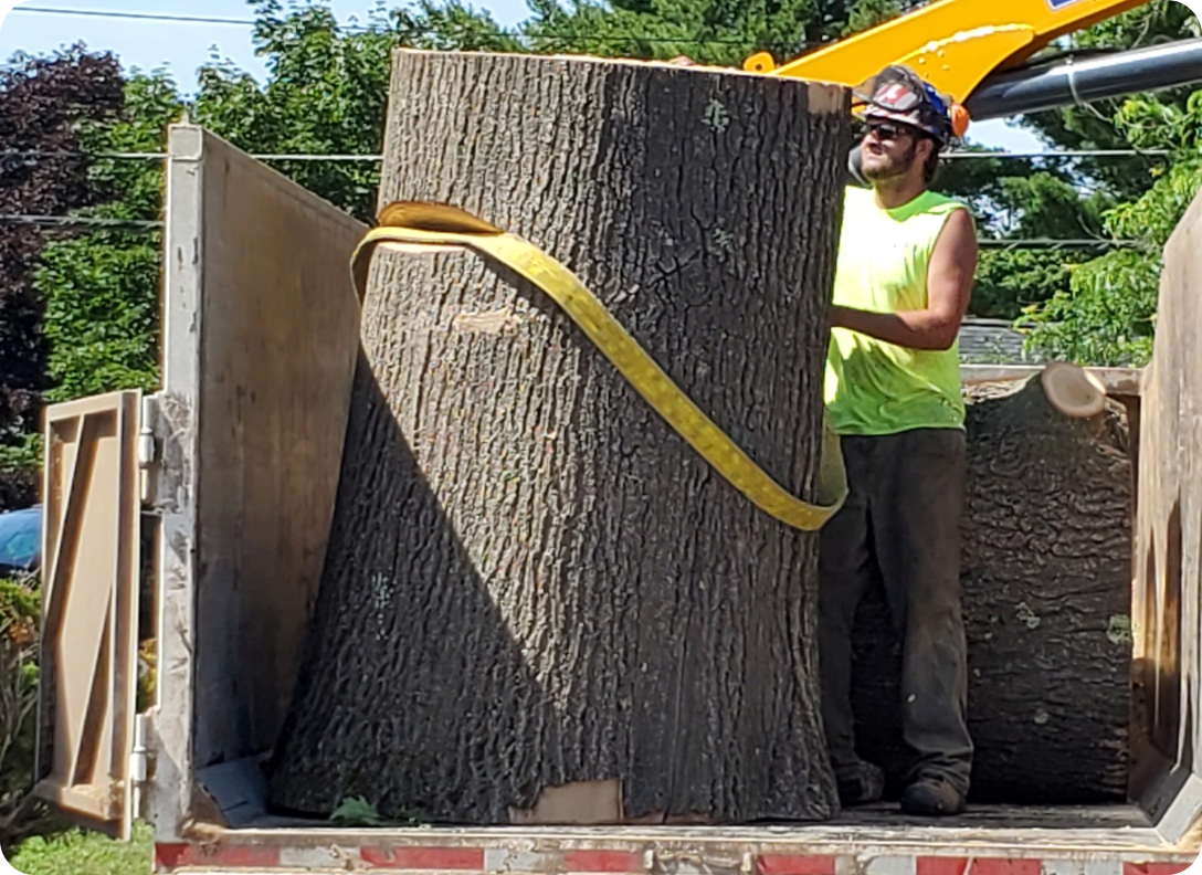 Hazardous Tree Removal