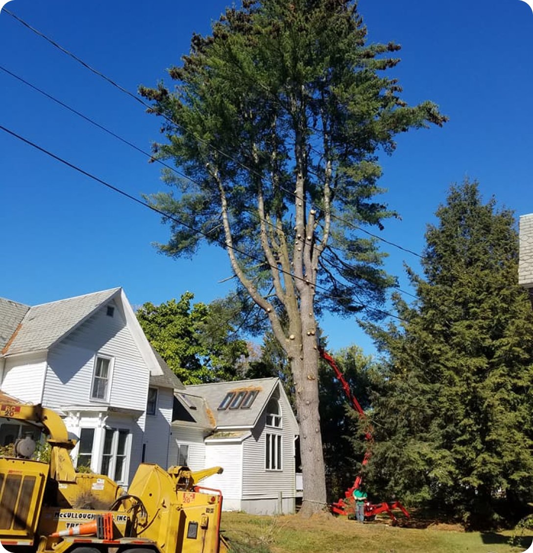 Reasons to Have Your Tree Serviced