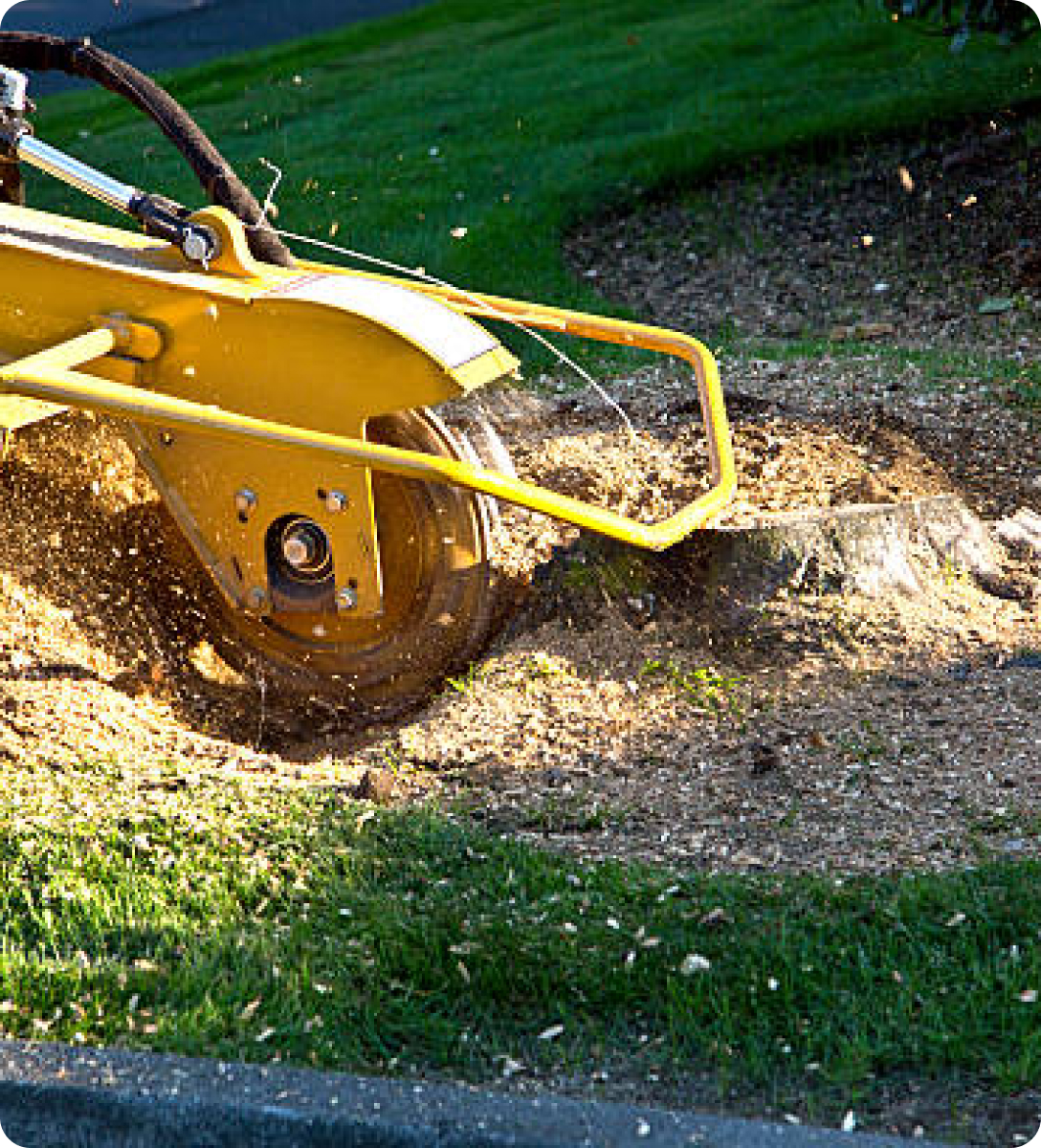 Stump Grinding Process