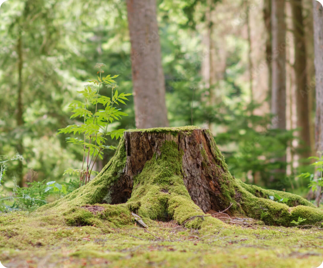 Stump Removal Alternative