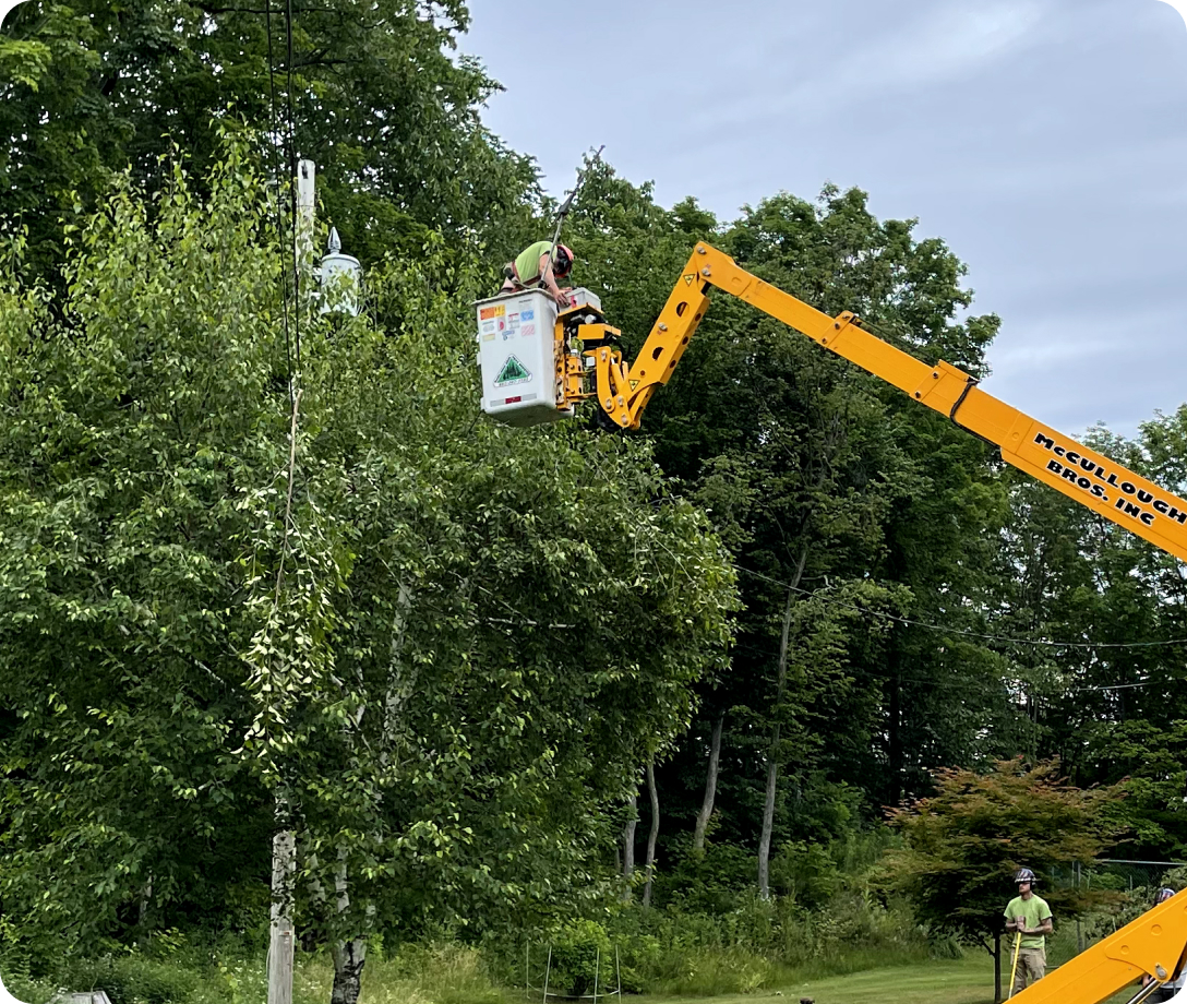 Our Tree Pruning Services